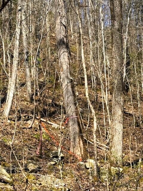 768 Ellis Creek Road Reliance, TN 37369 - Photo 12 of 18