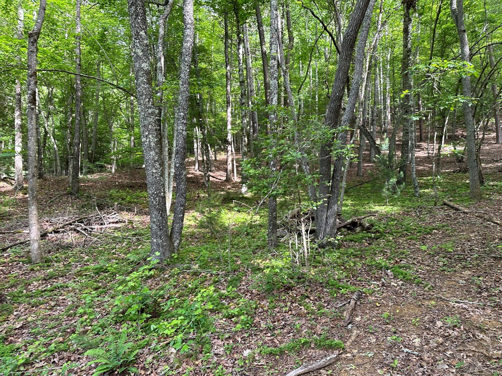 0 Caney Creek Road Murphy, NC 28906 - Photo 4 of 5 Gallery Image 4