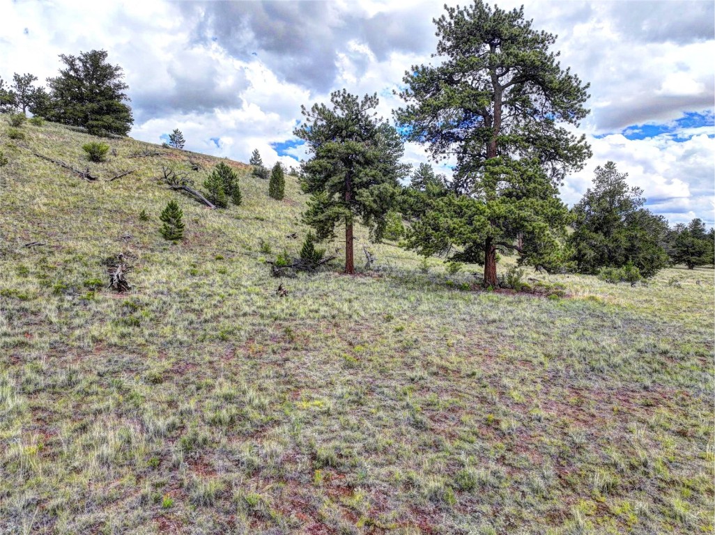 3290 Fitzsimmons Road Hartsel, CO 80449 - Photo 7 of 32 a view of a dry yard with trees