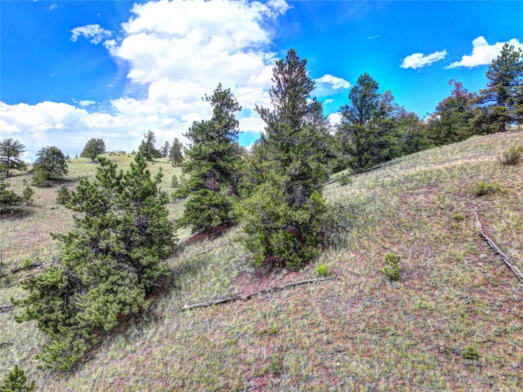 3290 Fitzsimmons Road Hartsel, CO 80449 - Photo 8 of 32 a view of a yard with a tree