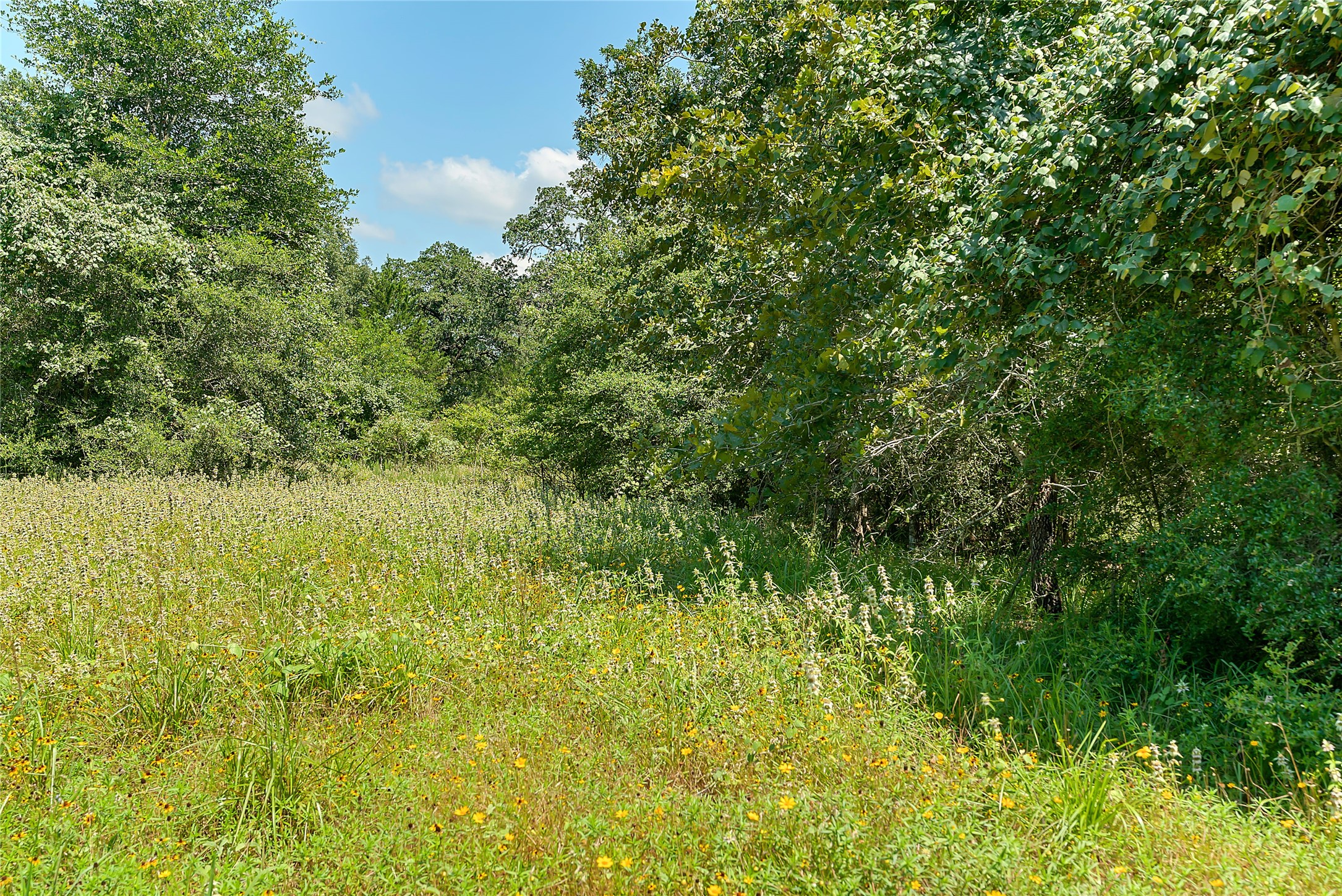 0 County Road 215 Weimar, TX 78962 - Photo 2 of 44 a view of a yard with an outdoor space