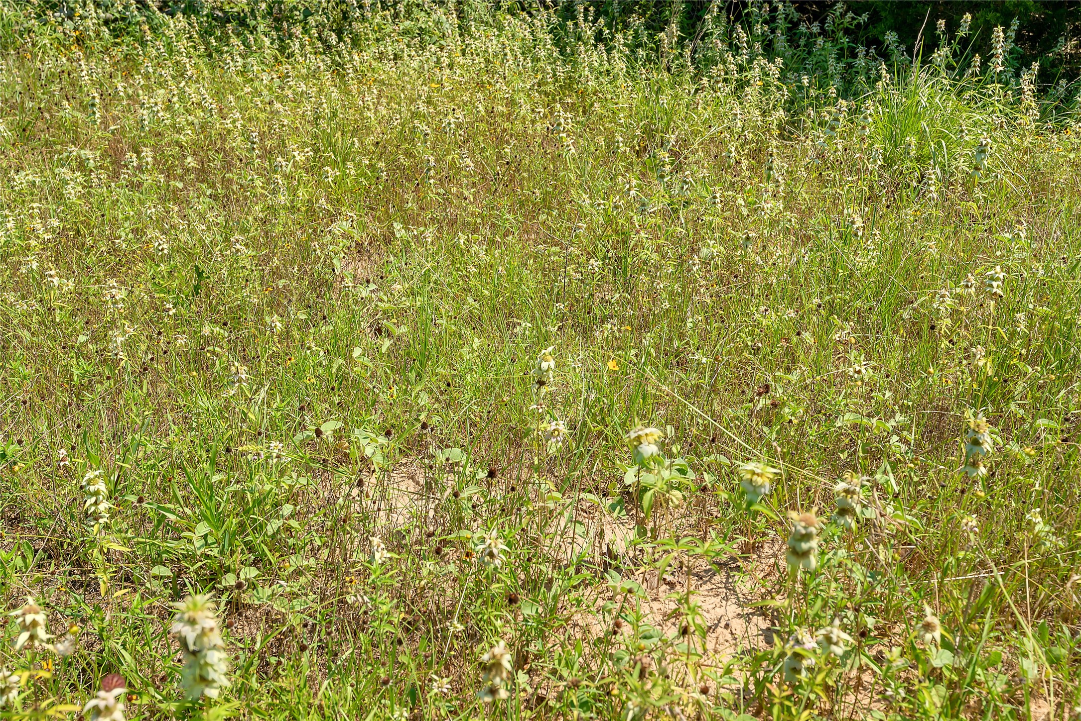 0 County Road 215 Weimar, TX 78962 - Photo 30 of 44