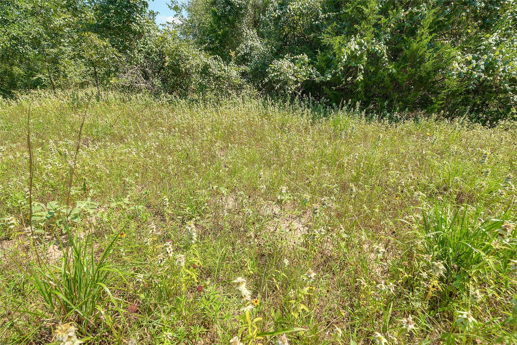 0 County Road 215 Weimar, TX 78962 - Photo 31 of 44 a view of a bunch of trees and bushes