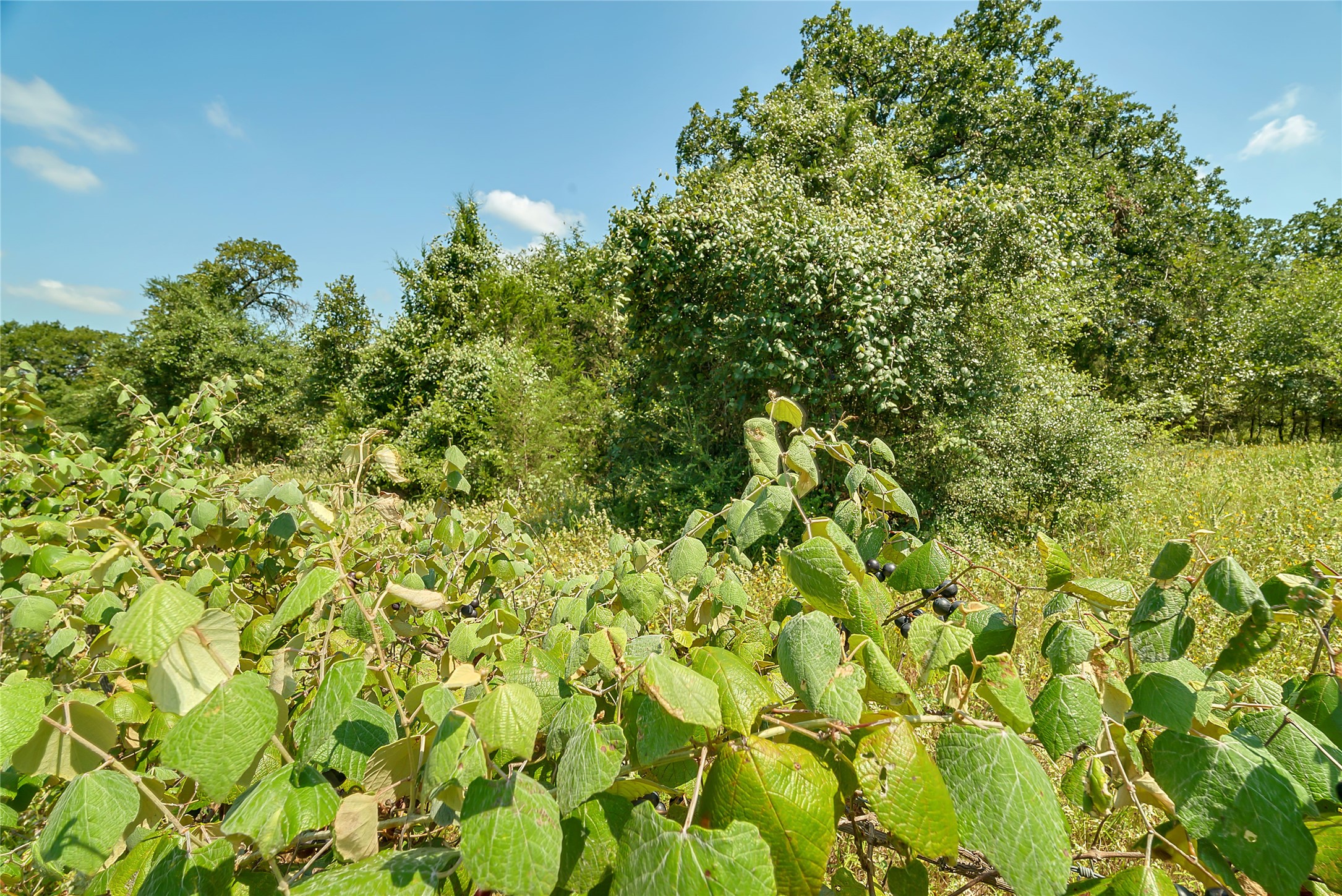 0 County Road 215 Weimar, TX 78962 - Photo 36 of 44