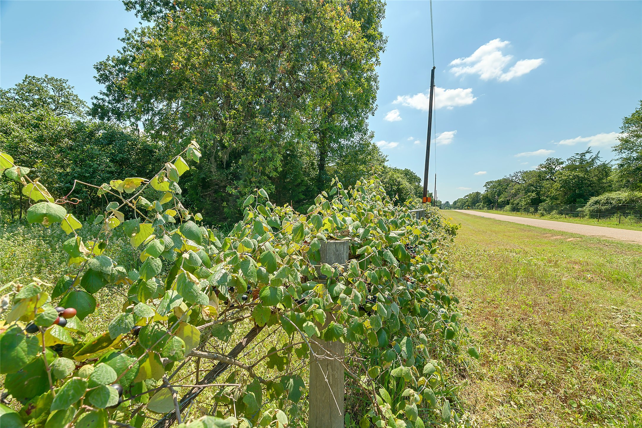 0 County Road 215 Weimar, TX 78962 - Photo 37 of 44 a view of a yard with a tree