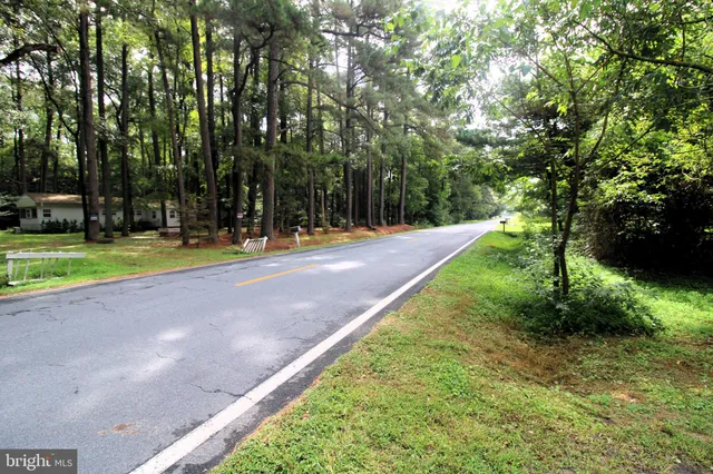 a view of a park with large trees