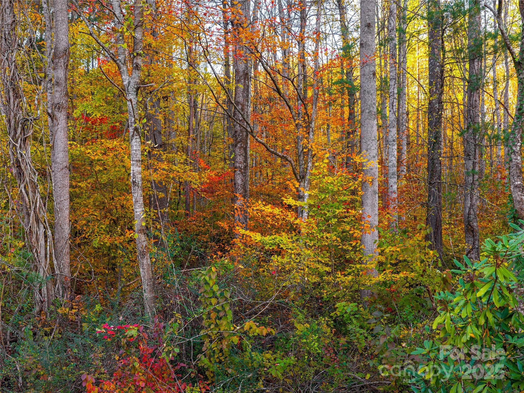 51 Rice Branch Road Asheville, NC 28804 - Photo 48 of 48 a view of a yard