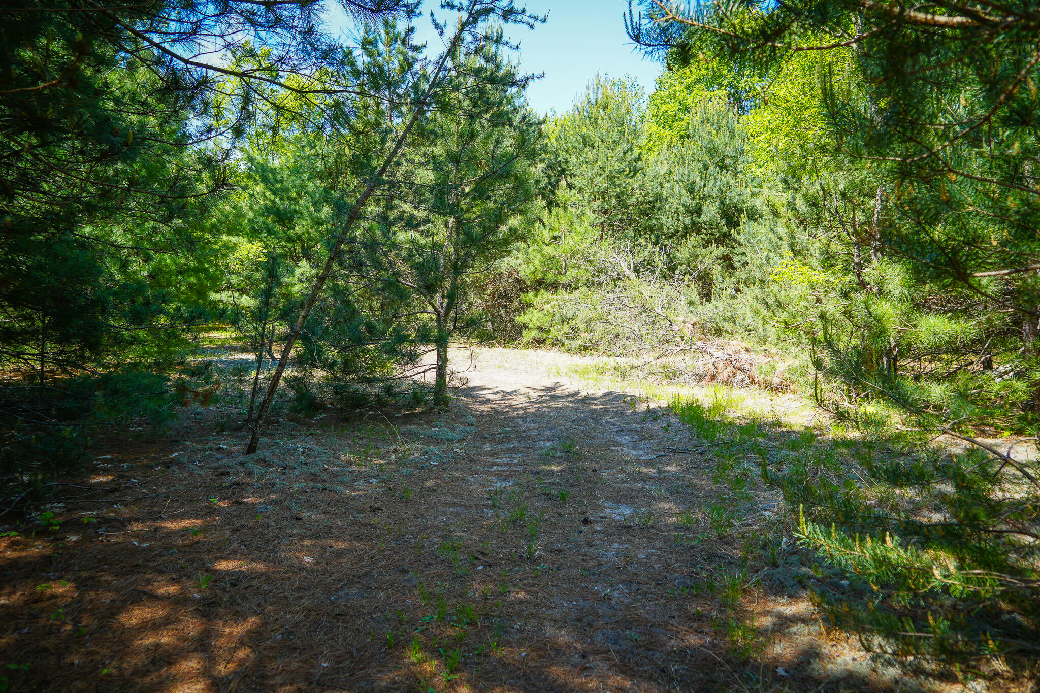 Parcel C Niemi Road Kaleva, MI 49645 - Photo 13 of 28 DSC00245