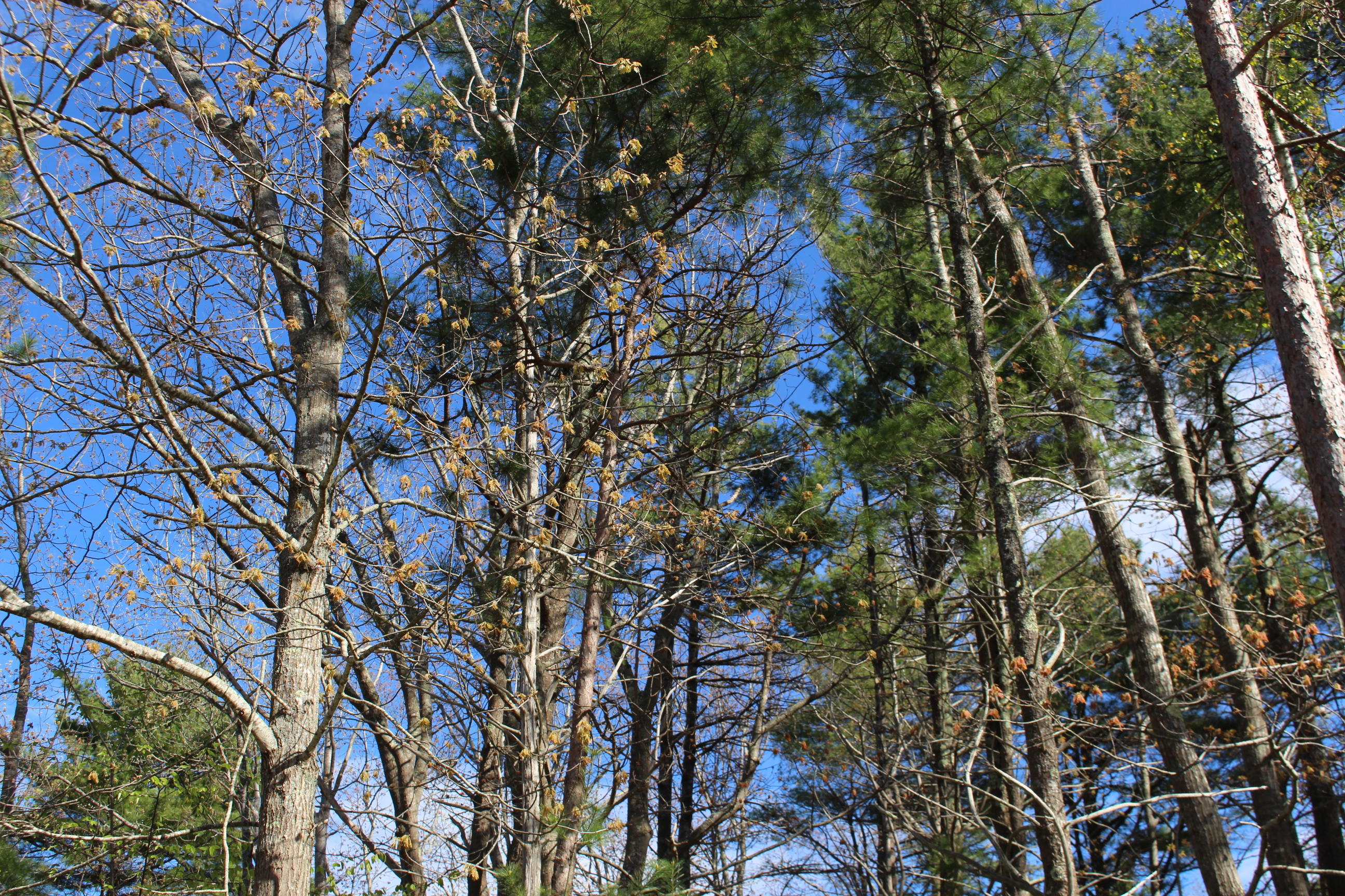 41 Pine Mountain Road York, ME 03902 - Photo 9 of 13 Natural tree barrier