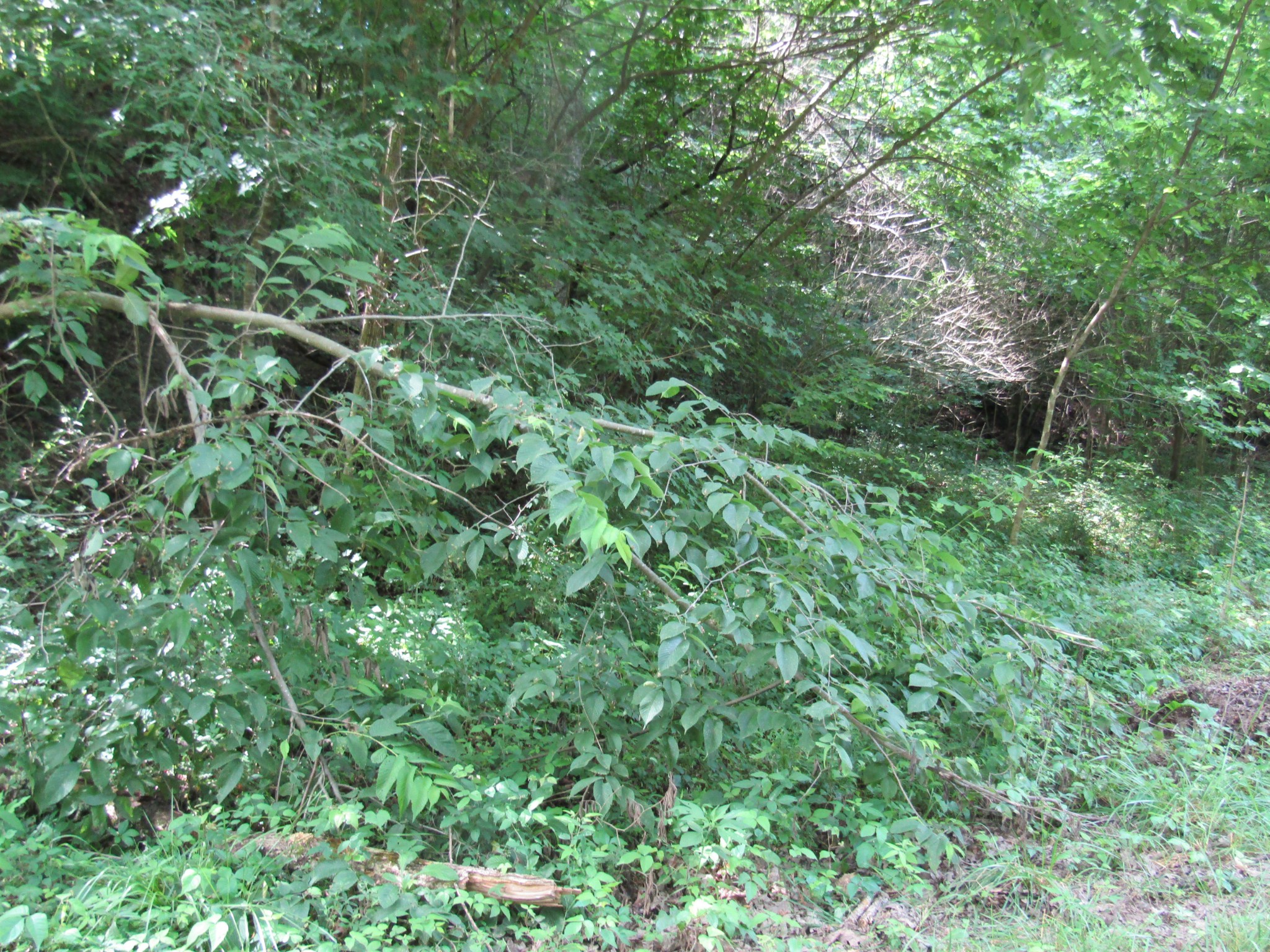 0 Ed Hankins Road Erin, TN 37061 - Photo 3 of 8 Gallery Image 3