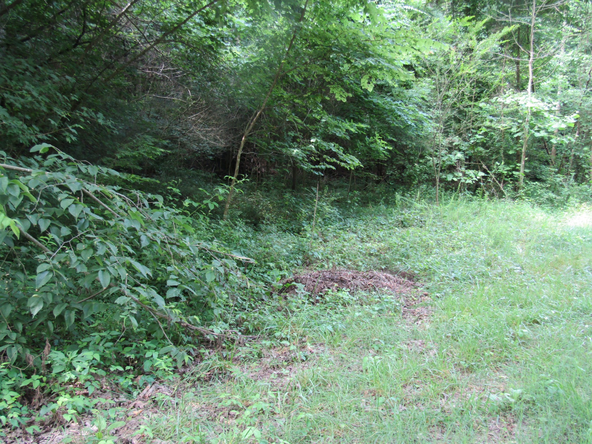 0 Ed Hankins Road Erin, TN 37061 - Photo 4 of 8 Gallery Image 4