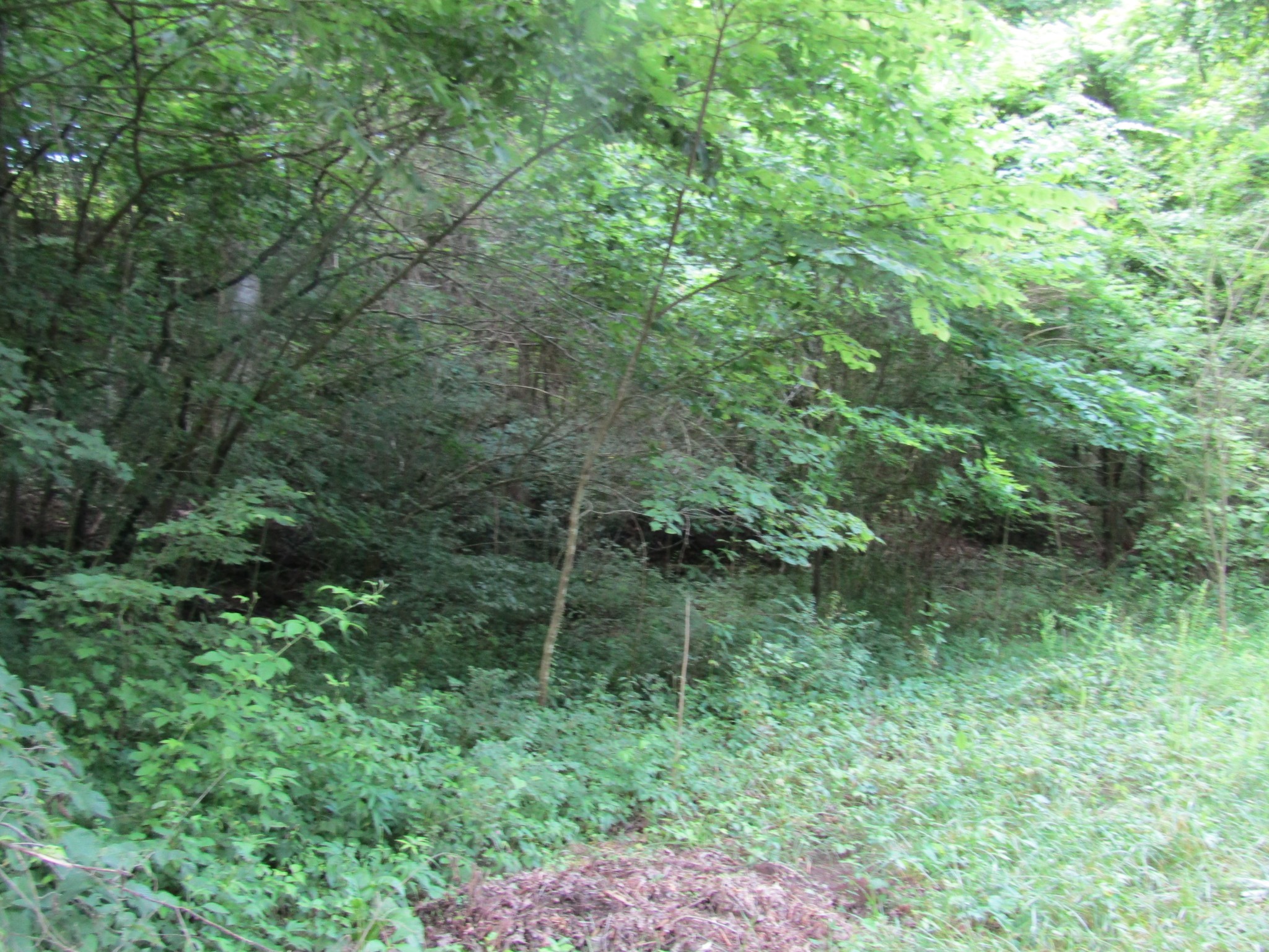 0 Ed Hankins Road Erin, TN 37061 - Photo 5 of 8 Gallery Image 5