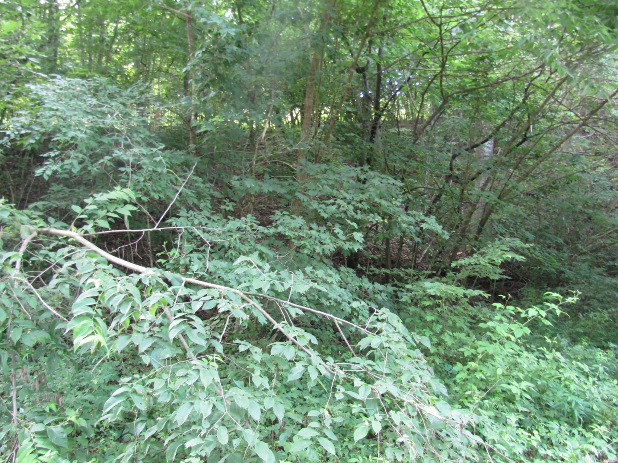 0 Ed Hankins Road Erin, TN 37061 - Photo 6 of 8 Gallery Image 6