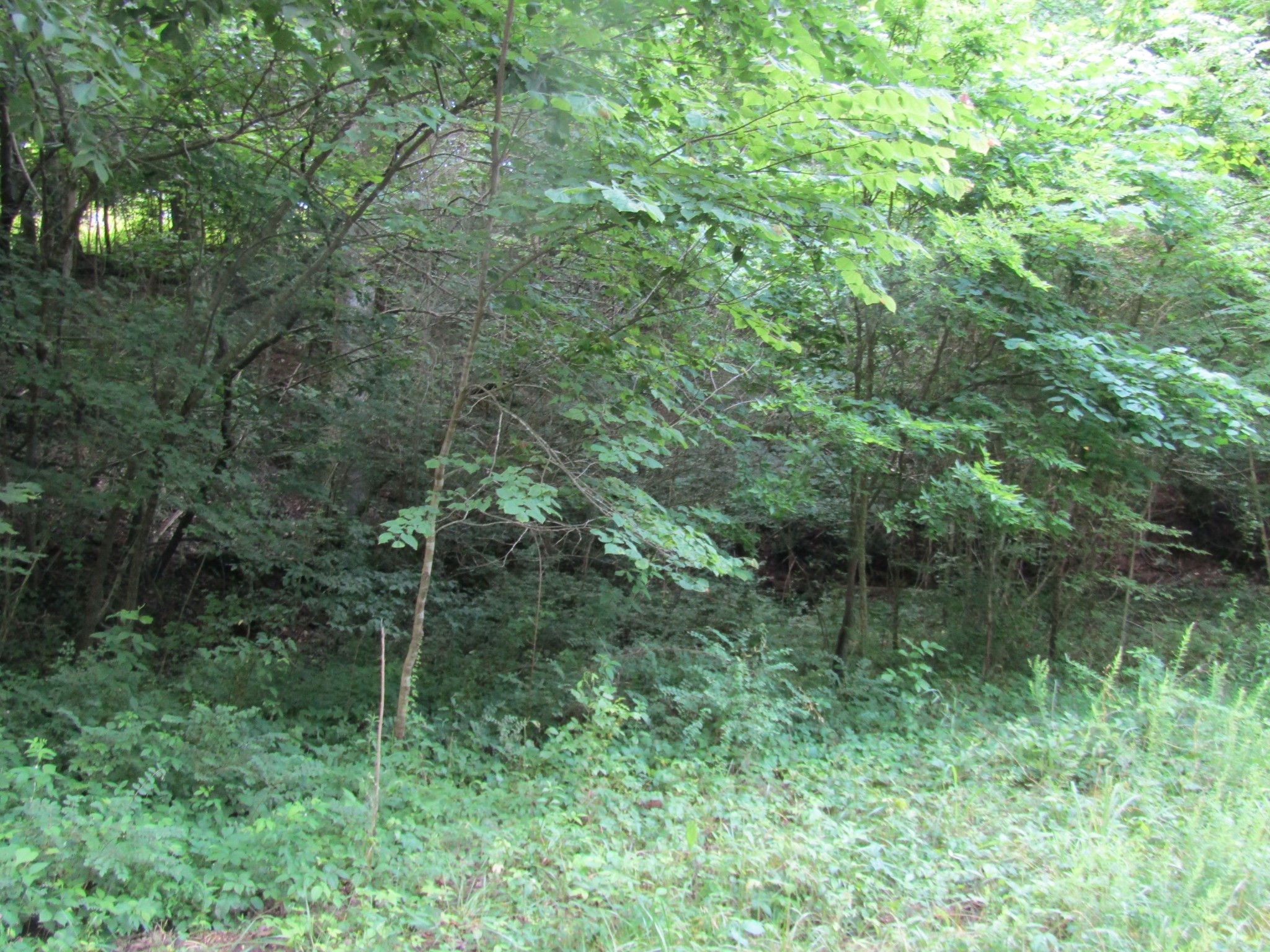 0 Ed Hankins Road Erin, TN 37061 - Photo 7 of 8 Gallery Image 7