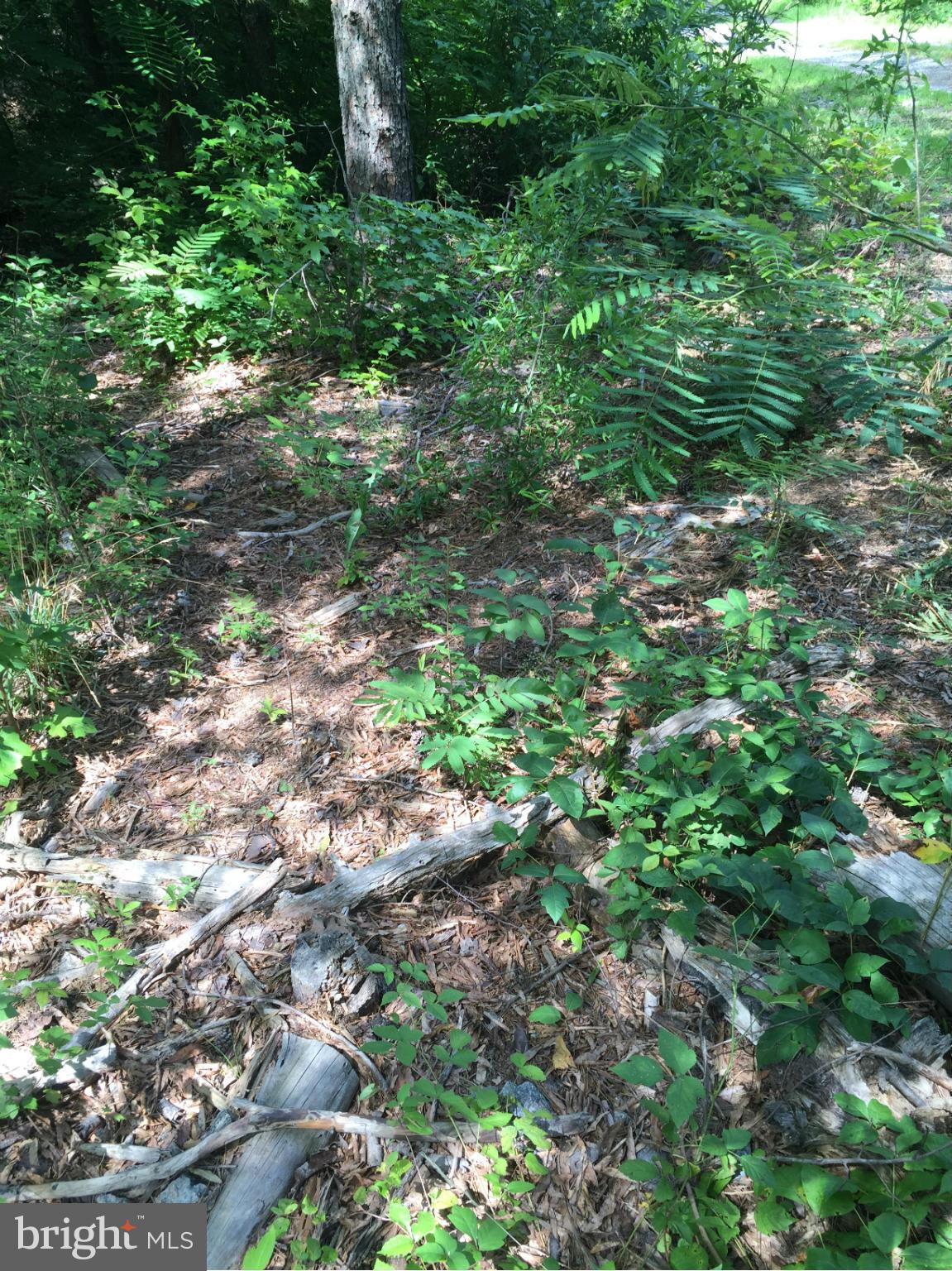 Hardwoods, Wildlife