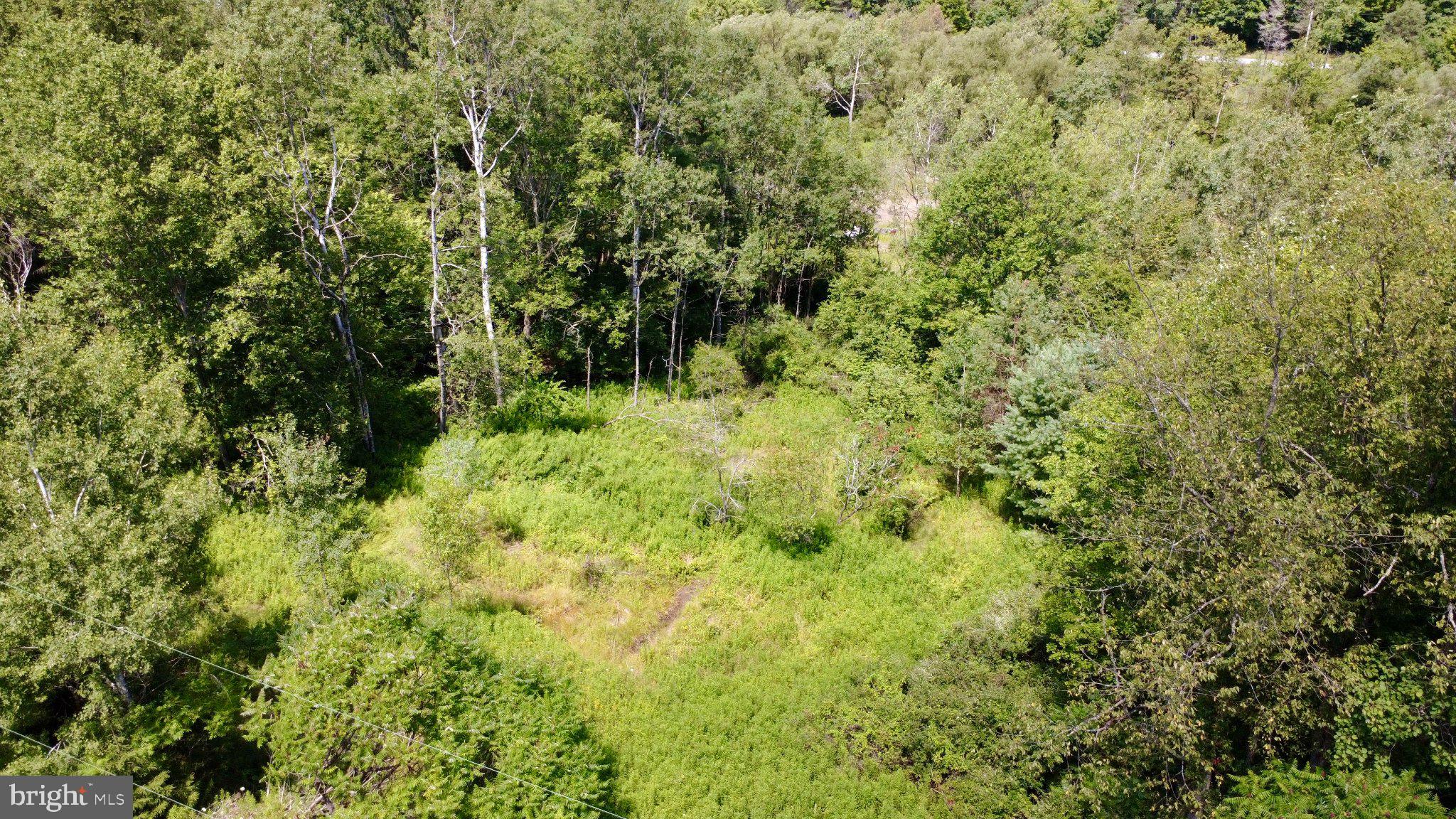 0 Pancake Road Clarence, PA 16829 - Photo 3 of 6 Lush greenery envelops a serene clearing.
