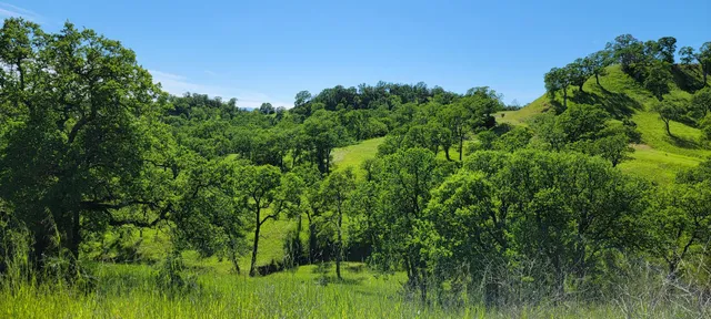 a view of a lush green space