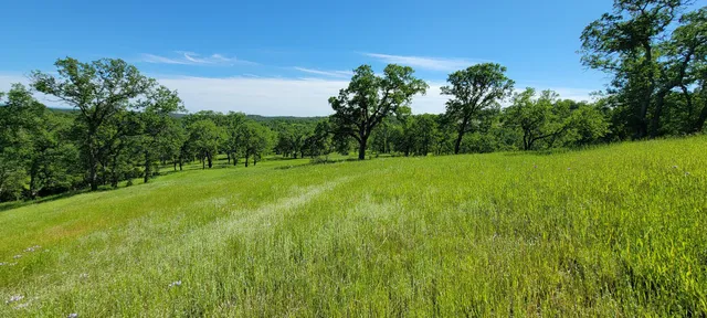 a view of a big yard with large trees