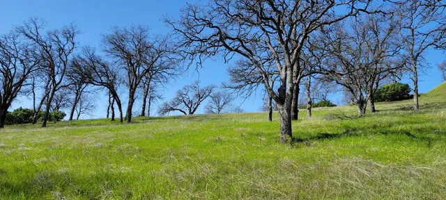 a view of backyard with green space