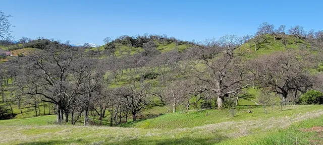 a view of a field with large trees