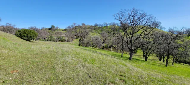 a view of grassy field with trees