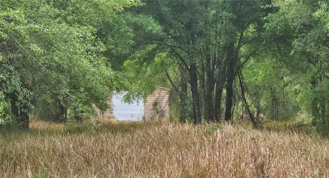a view of a lush green outdoor space