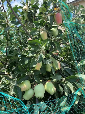a view of banana tree