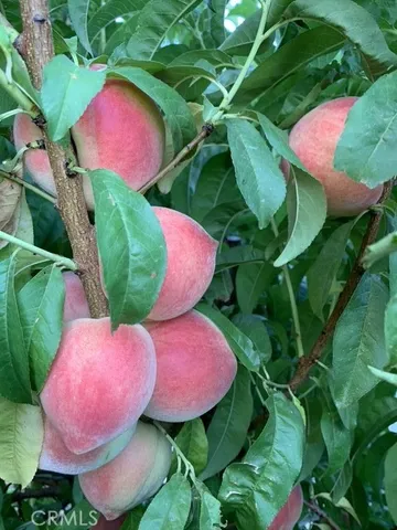 a view of a flower in a flower