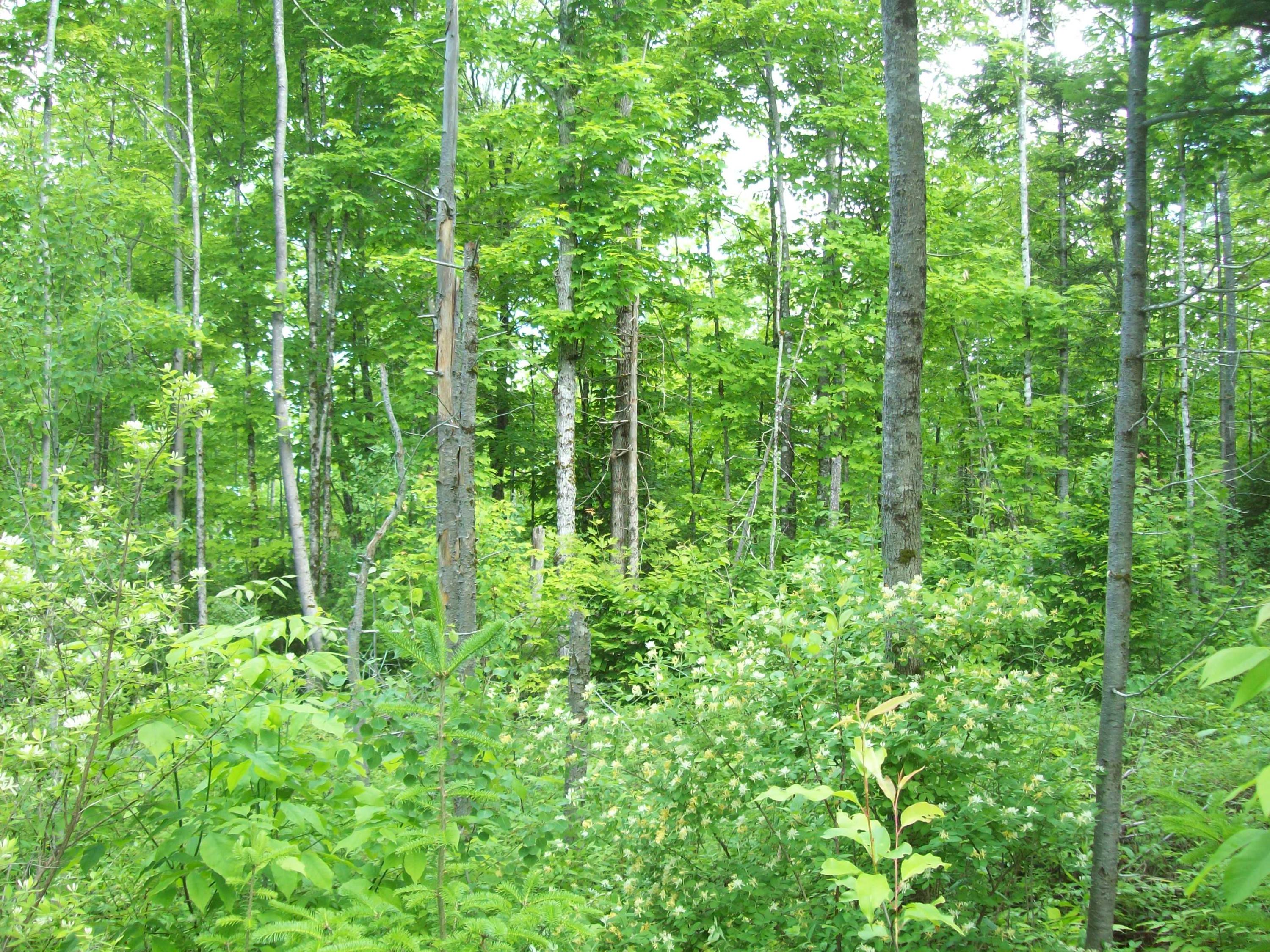 Tbd Kossar Road Carroll Plt, ME 04487 - Photo 9 of 11 100_0330
