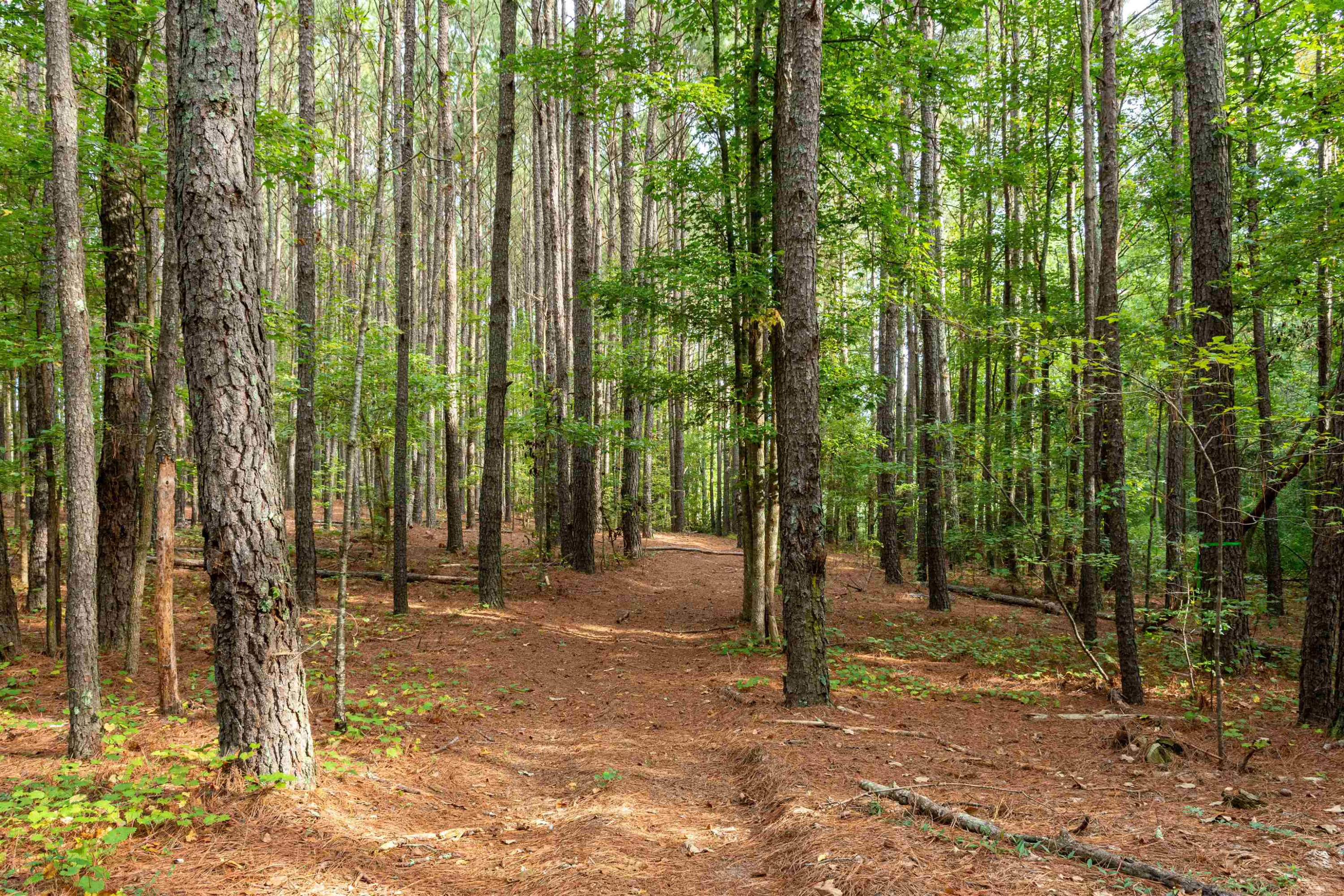 375 Godwin Road Benson, NC 27504 - Photo 11 of 63 Photo 11