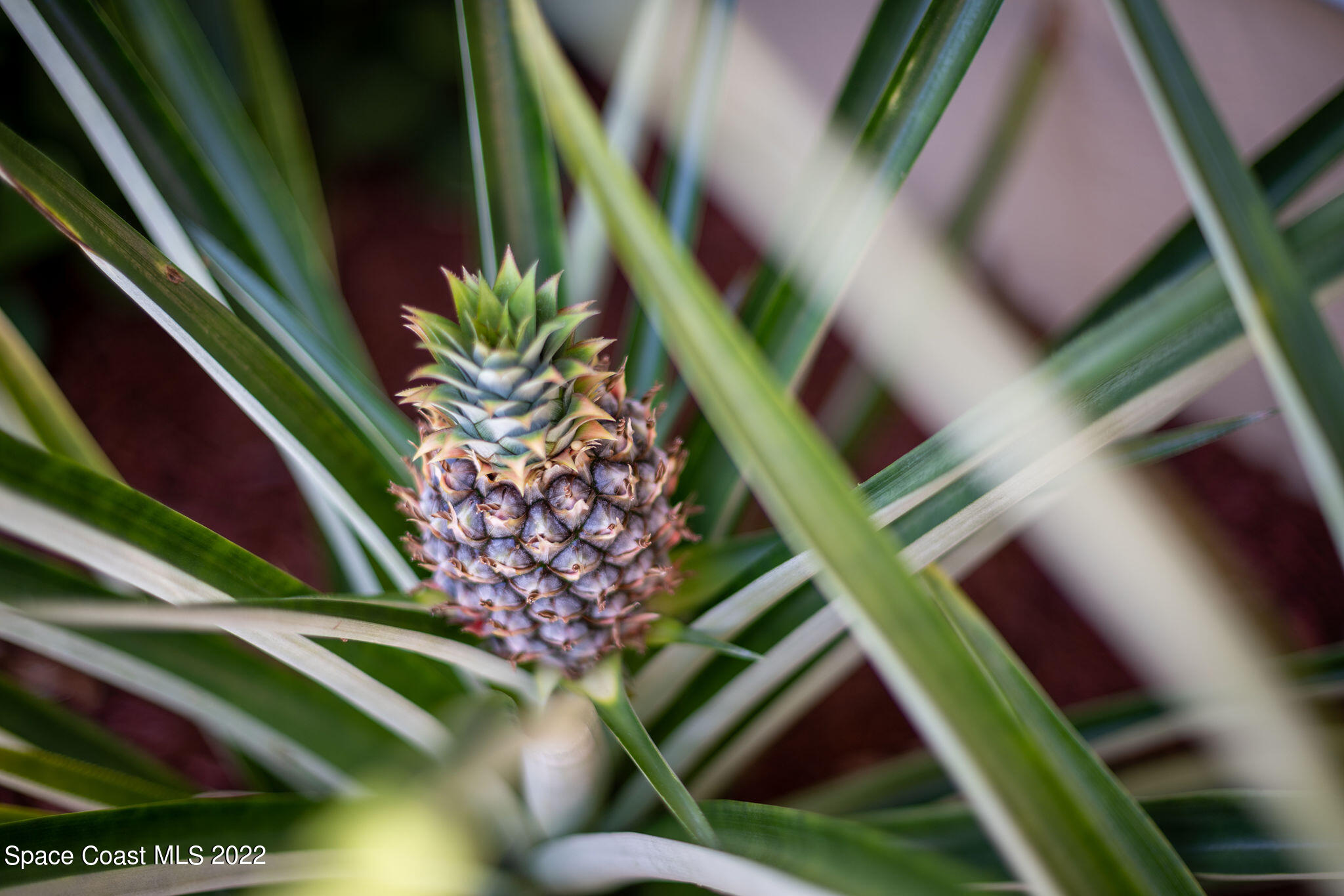 1821 Britt Road Cocoa, FL 32926 - Photo 11 of 63 a view of painting on the wall