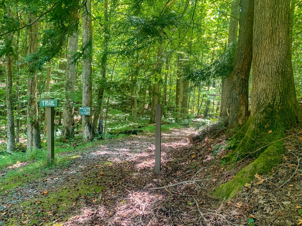 1213 Mountain Oak Road Ellijay, GA 30536 - Photo 58 of 65 Hiking Trail