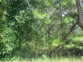 0 Northeast 172 Pl Road Fort McCoy, FL 32134 - Photo 1 of 1 Primary Photo