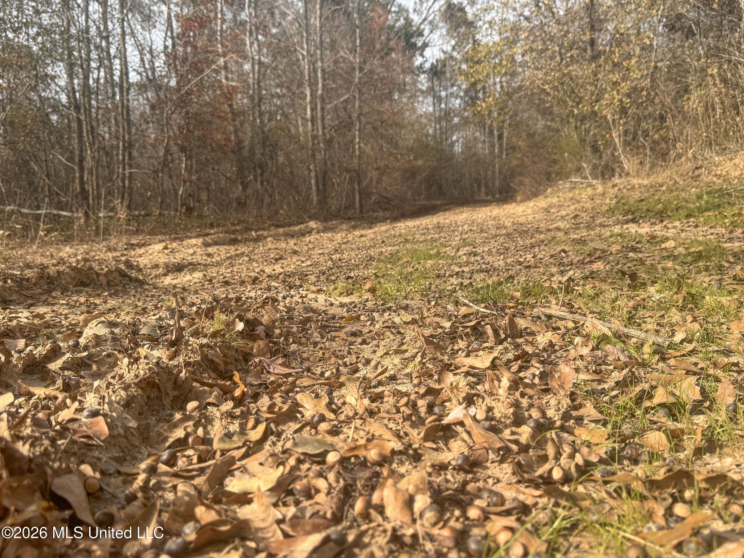 Chinqupin Road Lexington, MS 39095 - Photo 131 of 210 9chqpn32