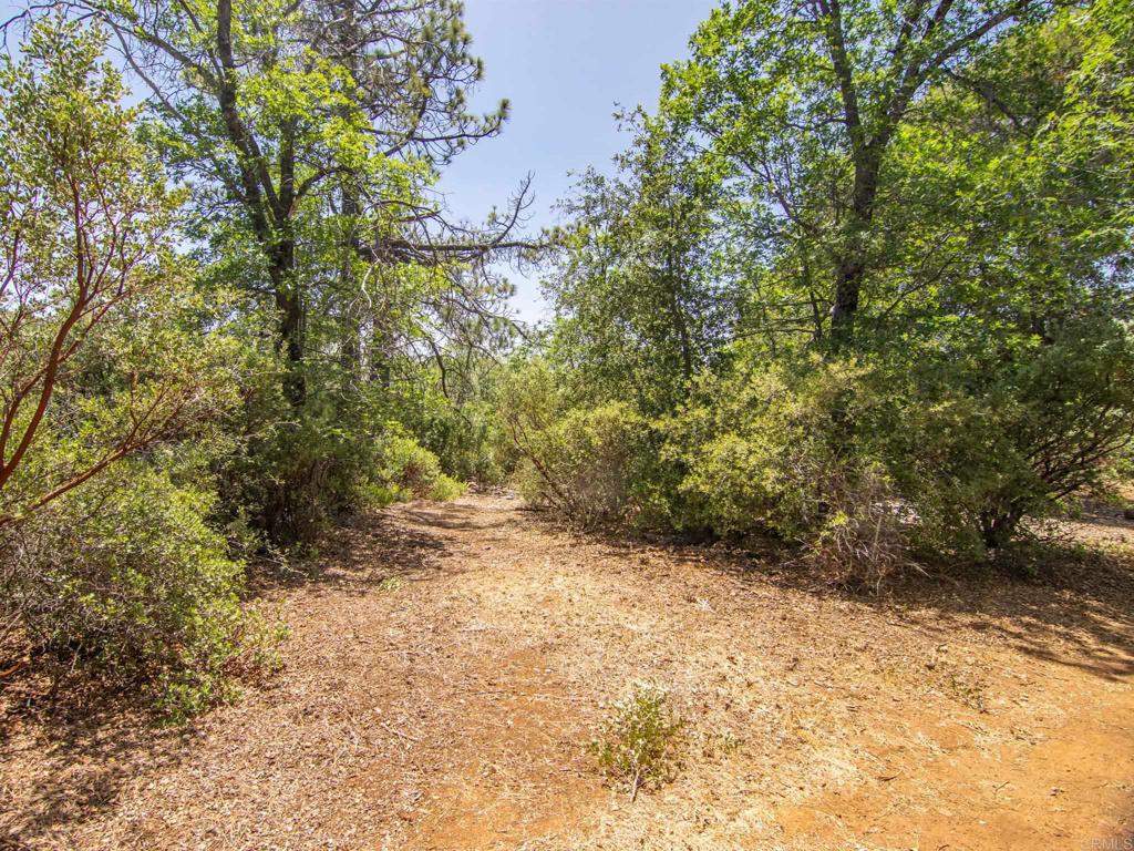 7 West Incense Cedar Road Julian, CA 92036 - Photo 10 of 24 a view of a yard with trees
