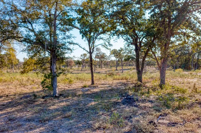 a view of a yard with trees