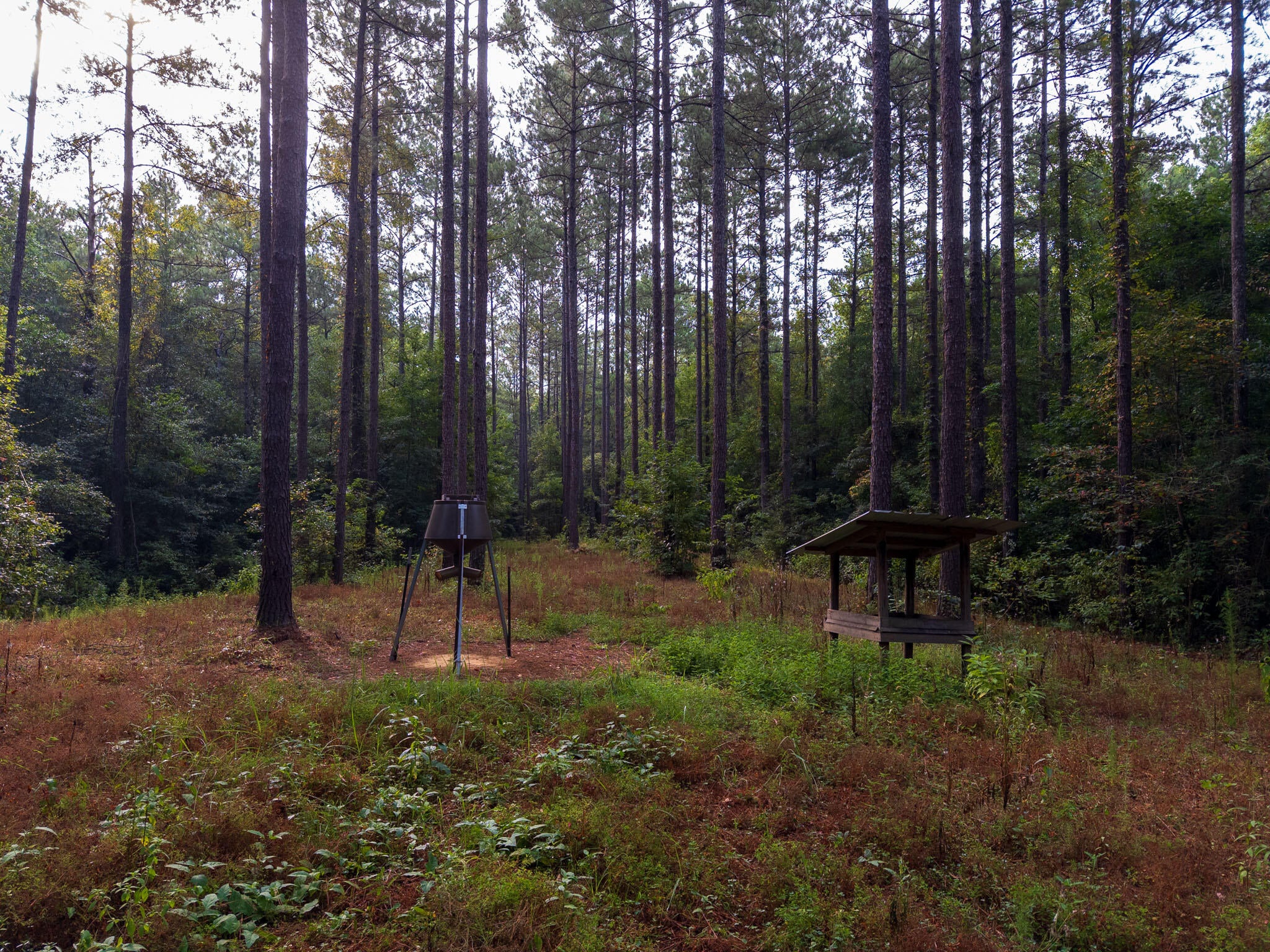 80-ac Arthur Lowe Road Lumberton, MS 39455 - Photo 17 of 18 Gallery Image 17