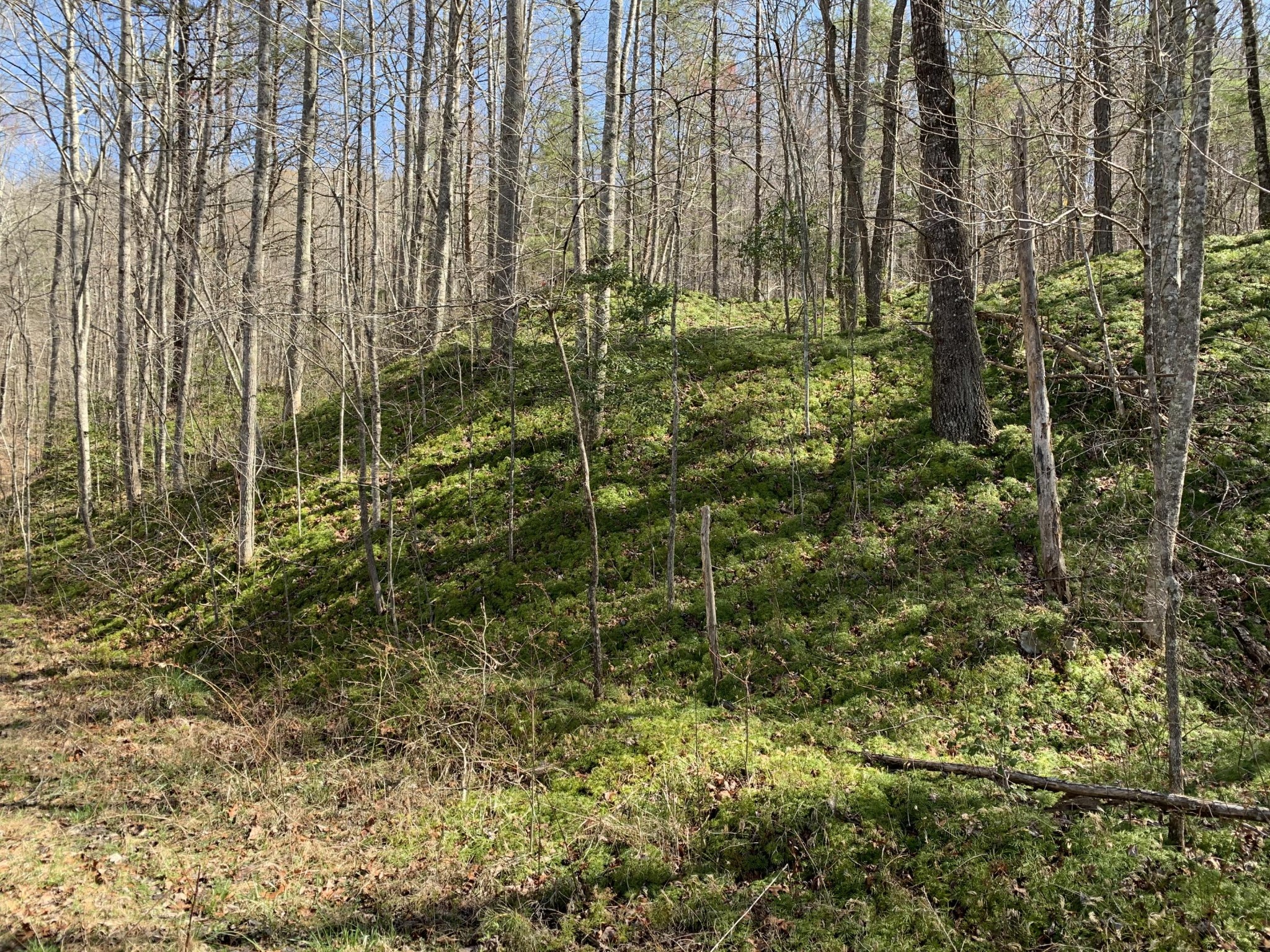 0 Robertson Fork Road Dunlap, TN 37327 - Photo 1 of 8 Gallery Image 1