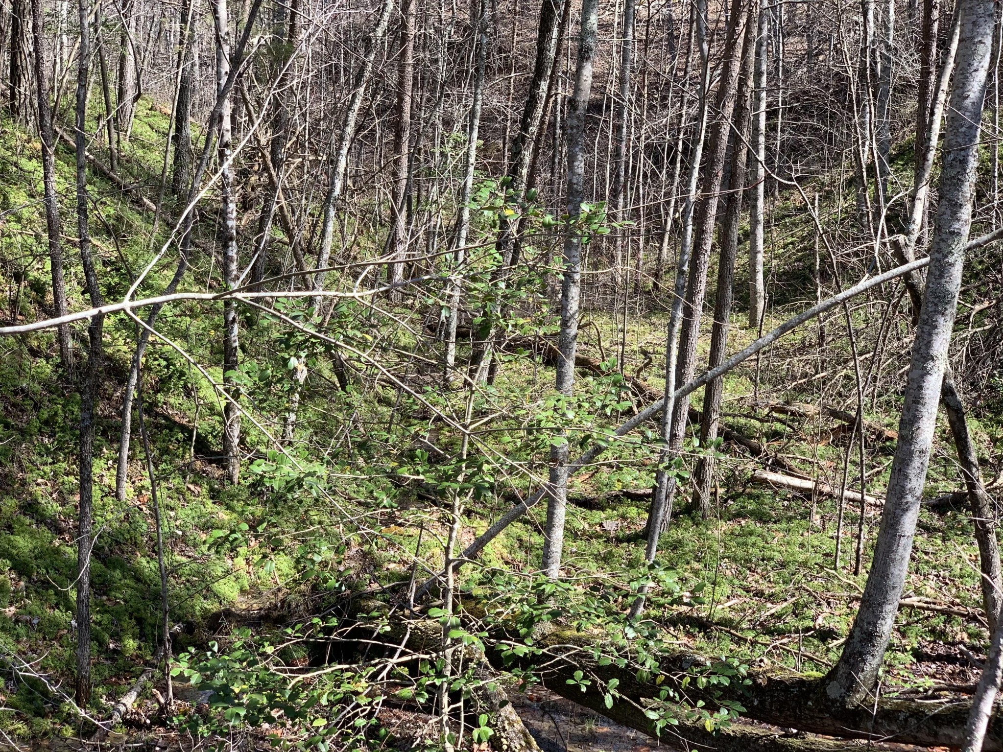 0 Robertson Fork Road Dunlap, TN 37327 - Photo 3 of 8 Gallery Image 3