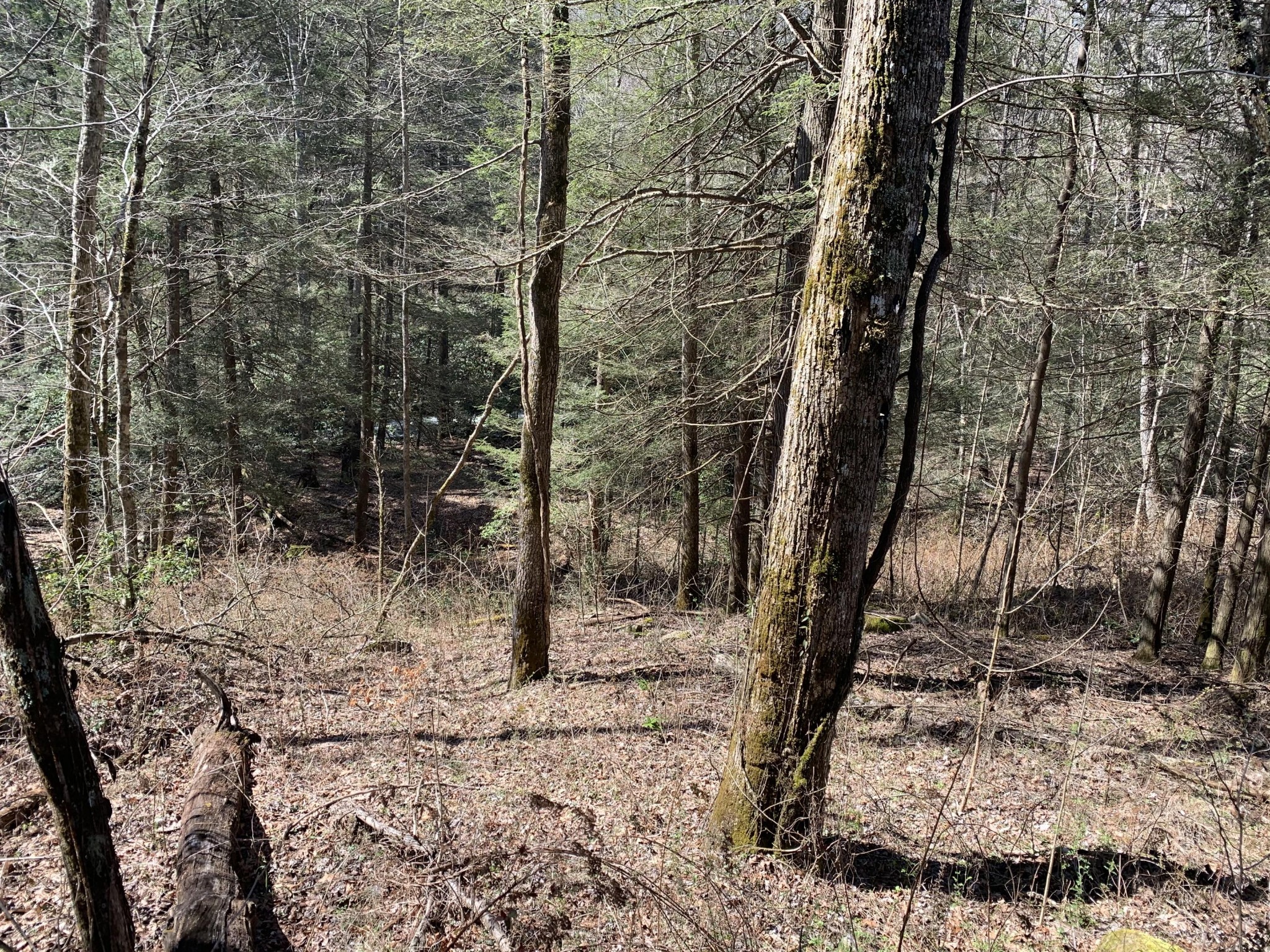0 Robertson Fork Road Dunlap, TN 37327 - Photo 4 of 8 Gallery Image 4