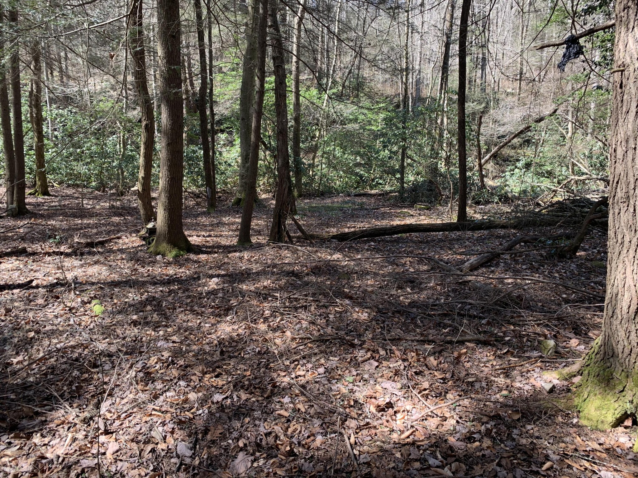 0 Robertson Fork Road Dunlap, TN 37327 - Photo 7 of 8 Gallery Image 7