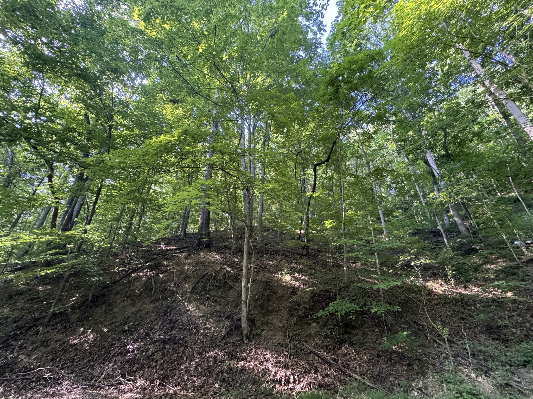 1 Love Colony Road Smithville, TN 37166 - Photo 7 of 13 a view of a forest with lots of trees