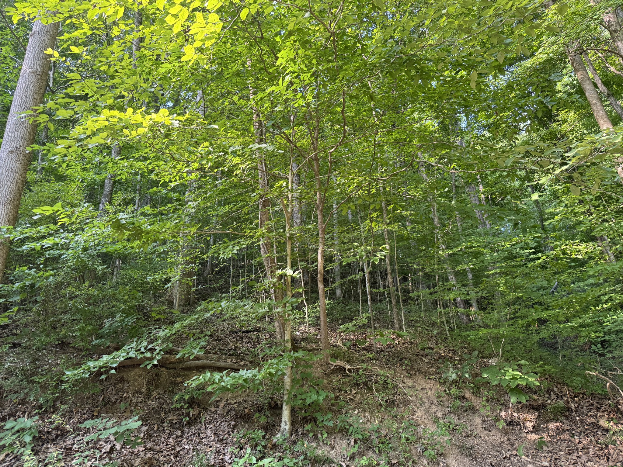 1 Love Colony Road Smithville, TN 37166 - Photo 9 of 13 a view of a forest with a tree
