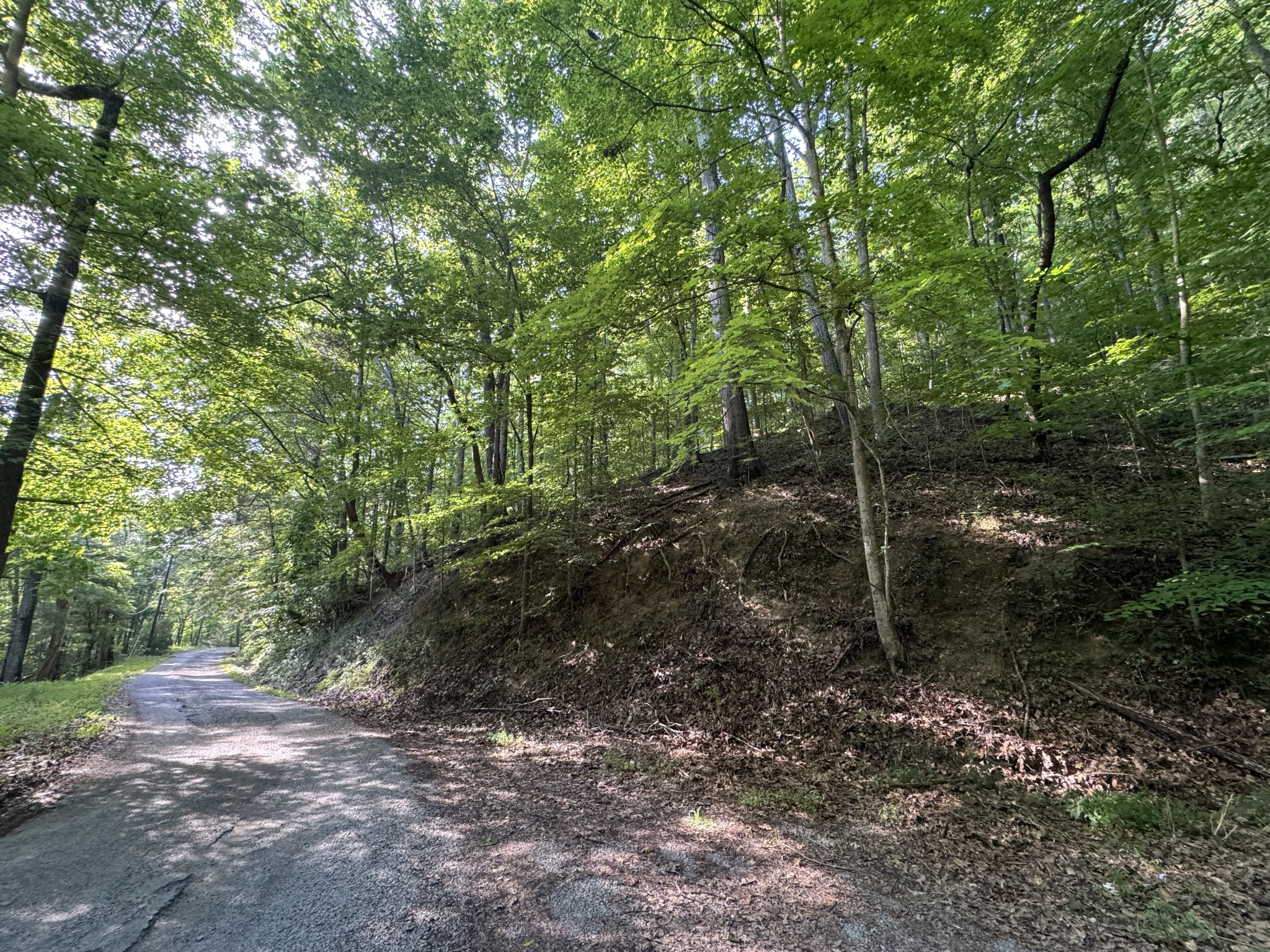 1 Love Colony Road Smithville, TN 37166 - Photo 10 of 13 a view of a forest with trees in the background