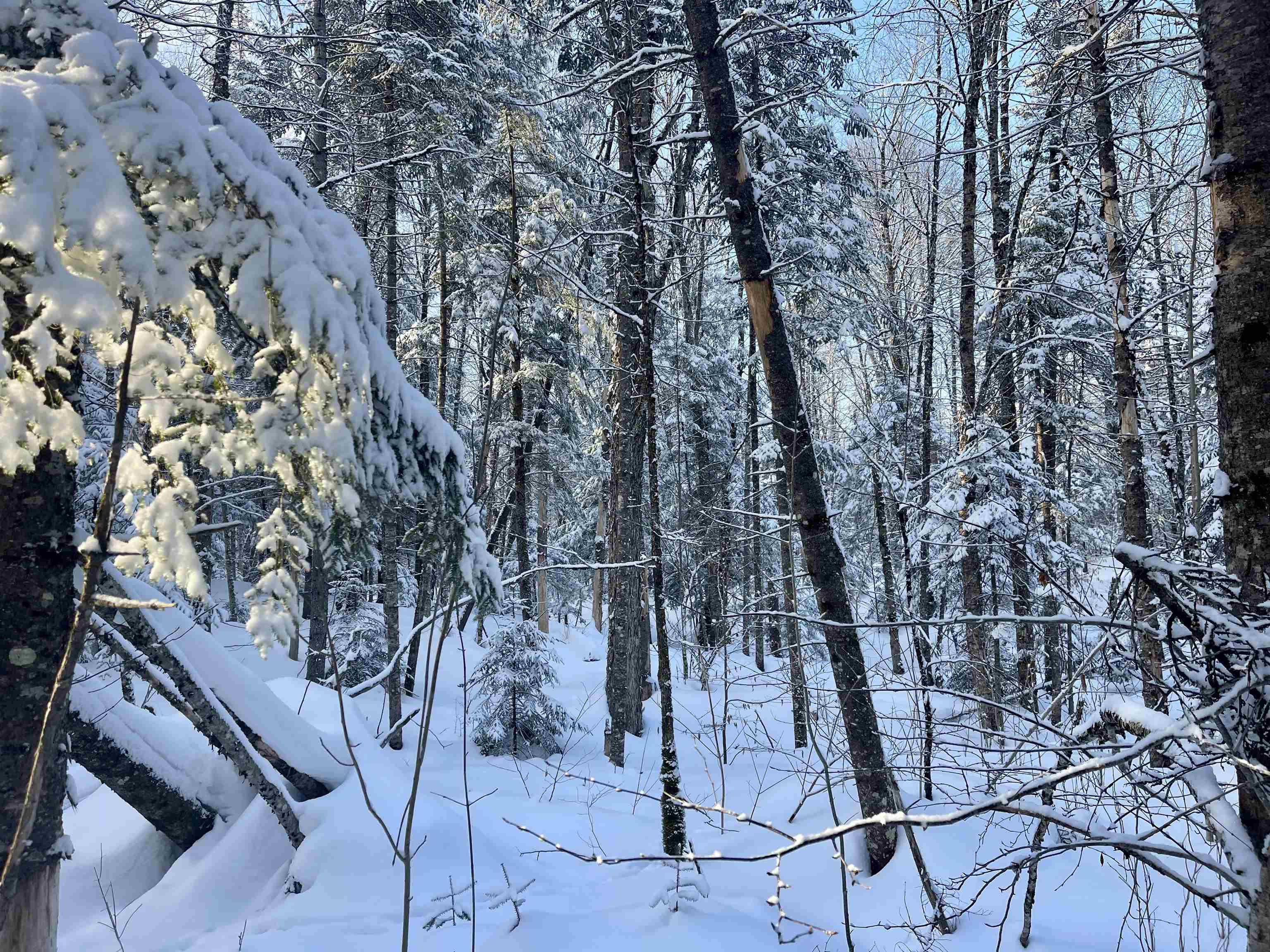 0 Mountain Road East Burke, VT 05832 - Photo 7 of 18