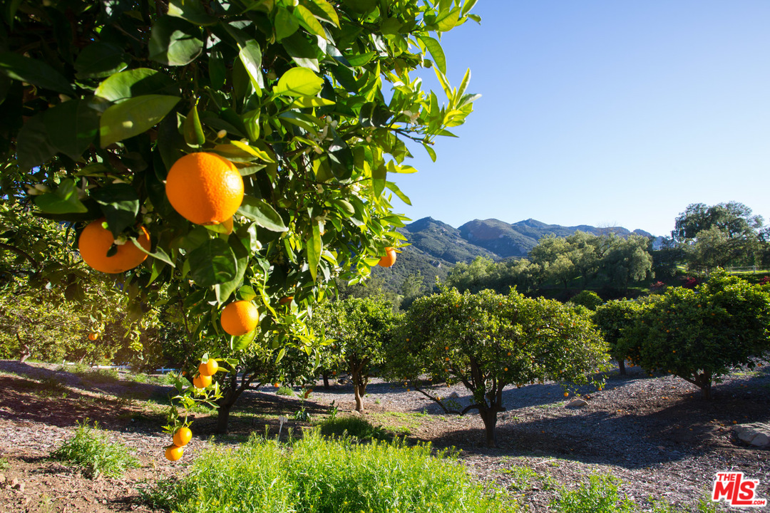 1753 Hidden Valley Road Thousand Oaks, CA 91361 - Photo 39 of 43 a view of a tree with a yard