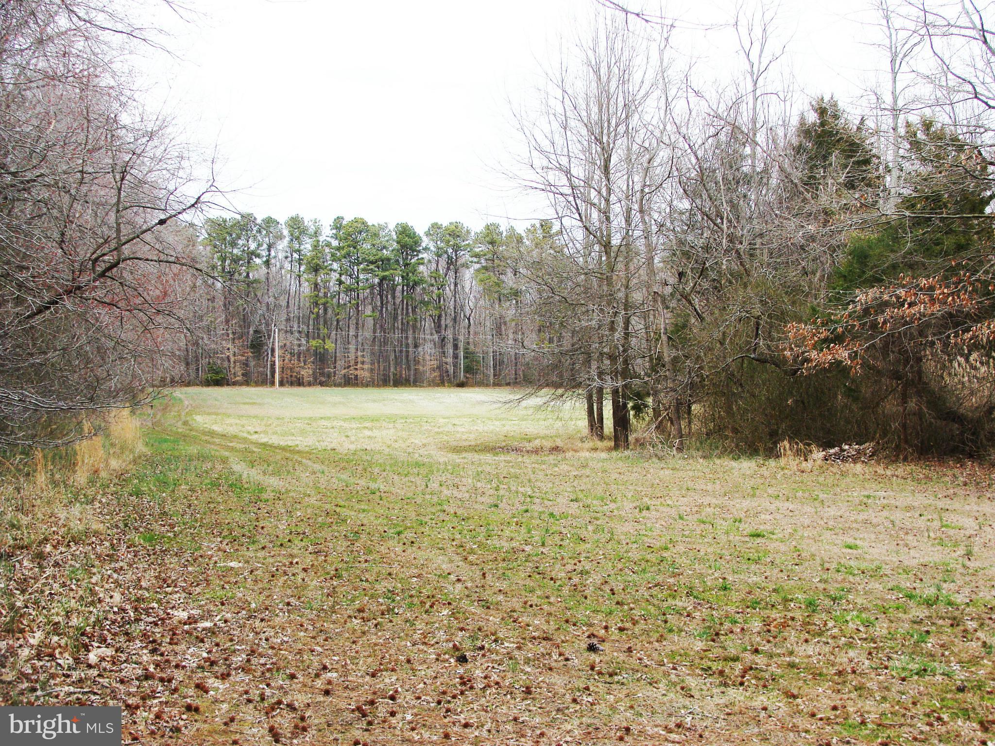 24445 Walnut Point Road Chestertown, MD 21620 - Photo 7 of 27 One of three fields divided by hedge rows.