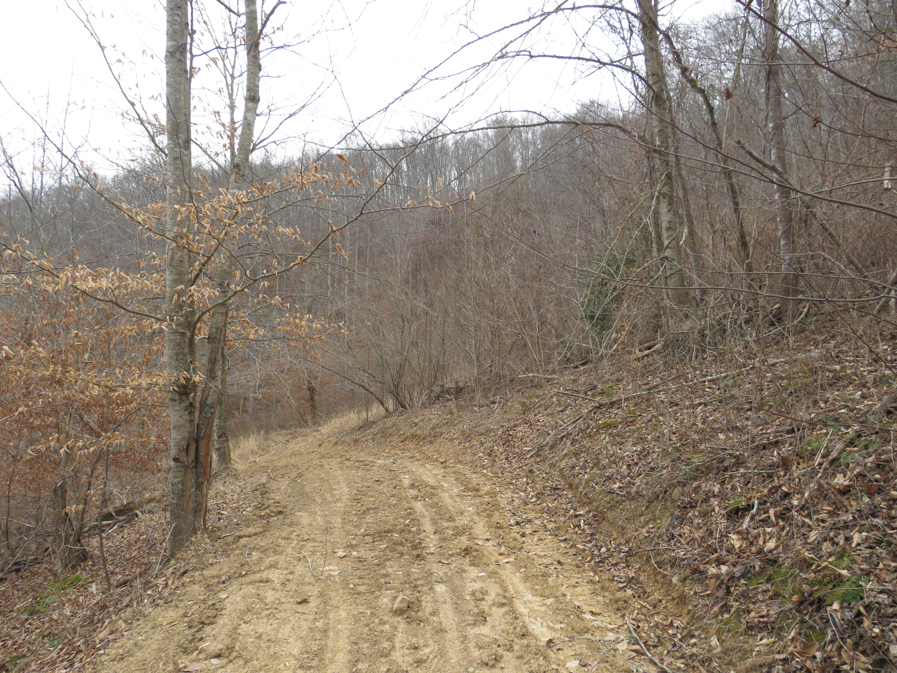 0 Catron Branch Road Bryants Store, KY 40921 - Photo 38 of 47 IMG_3654 - Copy