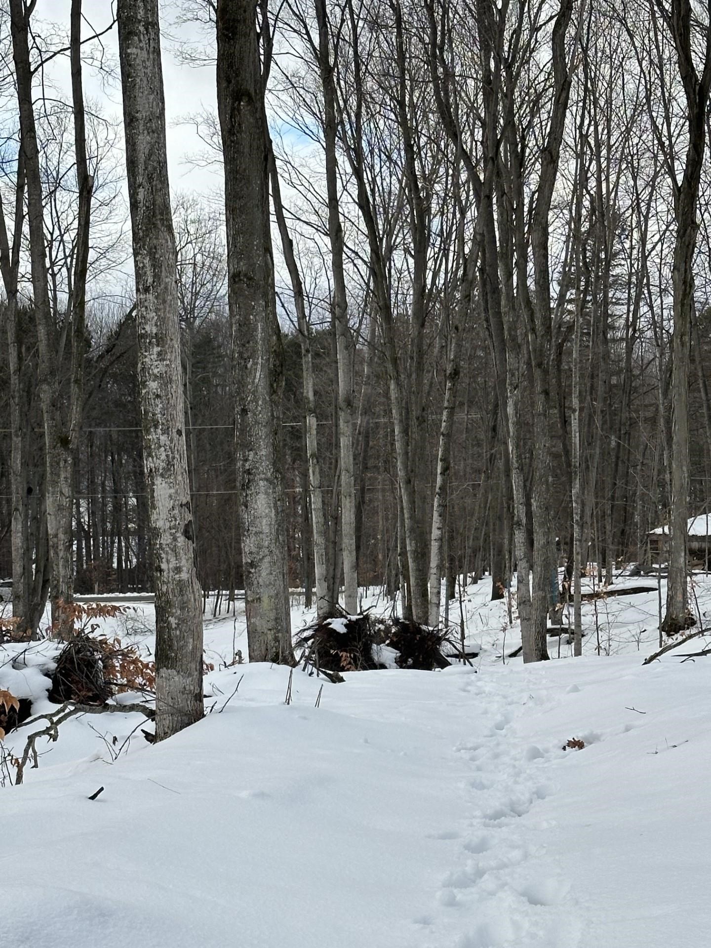 South Lime Lake Road, Unit PARCEL A Cedar, MI 49621 - Photo 5 of 5