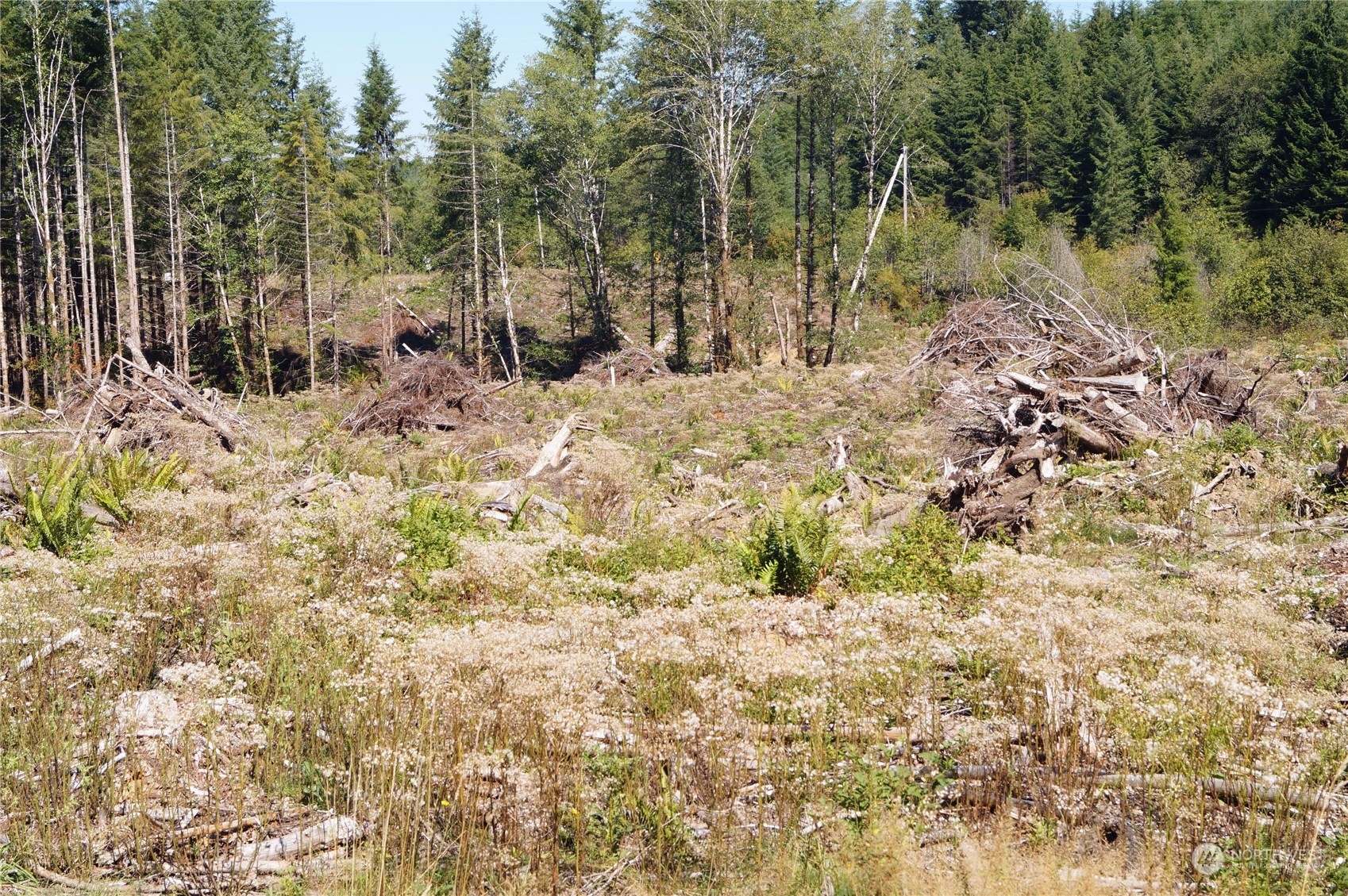 -off Of Lund Road Cosmopolis, WA 98537 - Photo 15 of 16